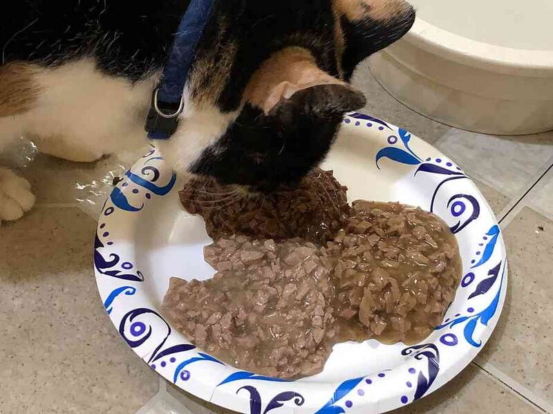 Файл:10831822 Fancy Feast.jpg