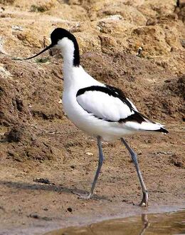 Королевское общество защиты птиц